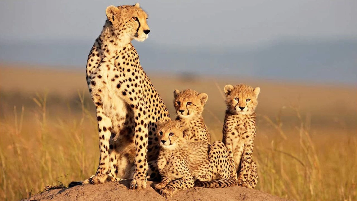 African Cats (African Cats)